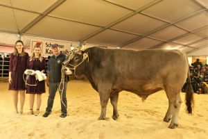 Mister Original Braunvieh BARTLI  BIMBO CH 120.1549.4270.3 Reichmuth Urs Vorderbergstrasse 54 8852 Altendorf